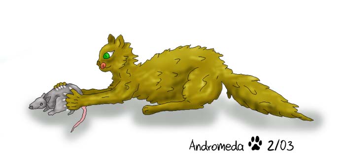 androratte.jpg